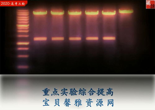 2020猿辅导张鹏生物寒假班（完结）（高清视频）