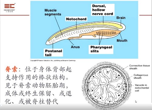 汇智2021国庆十一期间生物竞赛 C1-1基础课（武汉）（8.38G高清视频）