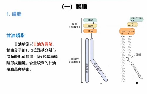 汇智2022寒假生物竞赛C1-1基础课(长沙)(10.8G高清视频)