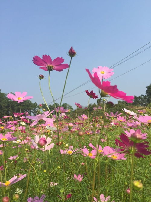 花开表达自己的心情说说(花开了后的心情说说)